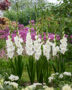 Gladiolus Puravida, Forever Bulbs