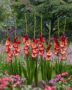Gladiolus Ocaso, Forever Bulbs, For Ever Bulbs