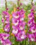 Gladiolus Anouk, Forever Bulbs