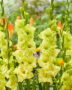 Gladiolus DingaDong, Forever Bulbs
