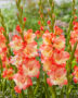 Gladiolus Gerona, Forever Bulbs