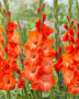 Gladiolus Stormy, Forever Bulbs