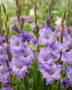 Gladiolus Milka, Forever Bulbs
