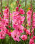 Gladiolus Pink Bliss, Forever Bulbs, For Ever Bulbs