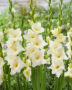 Gladiolus Speed Date, Forever Bulbs, For Ever Bulbs