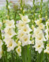 Gladiolus Speed Date, Forever Bulbs