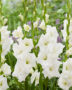 Gladiolus Piet Mohlen, Forever Bulbs