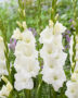 Gladiolus white