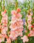 Gladiolus Monte Gordo, Forever Bulbs