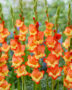 Gladiolus Prinses Margareth Rose, Forever Bulbs, For Ever Bulbs