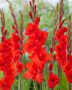 Gladiolus Magma, Forever Bulbs, For Ever Bulbs
