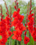 Gladiolus Magma, Forever Bulbs
