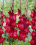 Gladiolus Tavira, Forever Bulbs