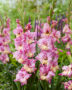 Gladiolus Sunbelt, Forever Bulbs