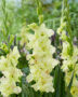 Gladiolus Alicia, Forever Bulbs