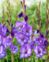 Gladiolus Chemistry, Forever Bulbs