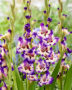 Gladiolus Circus Color, Forever Bulbs