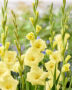 Gladiolus Bananarama, Forever Bulbs