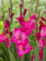 Gladiolus pink