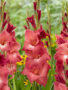 Gladiolus Indian Summer, Forever Bulbs