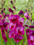 Gladiolus purple, Forever BulbsBulbs