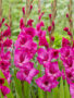 Gladiolus Kenia, Forever Bulbs