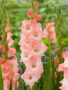 Gladiolus Karma, Forever Bulbs