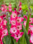Gladiolus Lizzy, Forever Bulbs