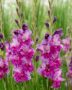 Gladiolus Purple Art, Forever Bulbs