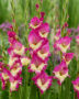 Gladiolus Extravert, Forever Bulbs