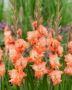 Gladiolus Coral Crush, Forever Bulbs