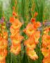 Gladiolus orange bicolour