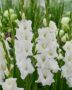 Gladiolus Essential, Forever Bulbs