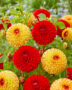 Dahlia Sunny Boy, Sunny Boy Red Dahlia Sunny Boy, Sunny Boy Red