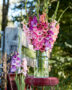 Mixed Multicoloros gladioli bouquet ,  Forever Bulbs, For Ever Bulbs