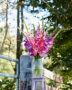 Mixed Multicoloros gladioli bouquet ,  Forever Bulbs, For Ever Bulbs