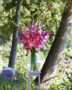 Mixed Multicoloros gladioli bouquet ,  Forever Bulbs, For Ever Bulbs