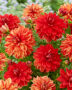 Dahlia Neo, Red Neo