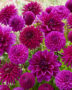 Dahlia purple blend