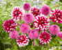 Dahlia Patches, Glamour