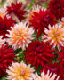 Dahlia Witteman's Best, Okapi's Sunset, Wittemans Best, Okapis Sunset