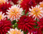 Dahlia Witteman's Best, Okapi's Sunset, Wittemans Best, Okapis Sunset