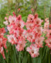 Gladiolus Cherry Candy, Forever Bulbs