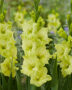 Gladiolus Kio, Forever Bulbs