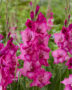 Gladiolus Evi, Forever Bulbs