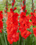 Gladiolus Bunga, Forever Bulbs