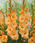 Gladiolus oranje