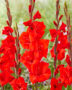 Gladiolus Dador de Pan, Forever Bulbs
