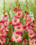 Gladiolus Apricot Bubble Gum, Forever Bulbs, For Ever Bulbs