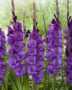 Gladiolus Cum Suis, Forever Bulbs